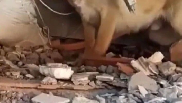 Arama kurtarma köpekleri de Mehmetçikler ile birlikte deprem bölgelerinde aralıksız görev yapıyor