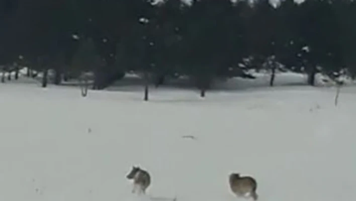 Ardahan'da kurtlar karayoluna indi