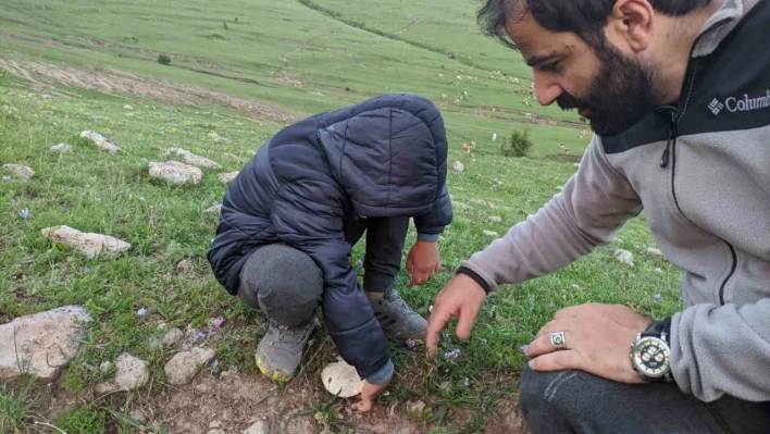 Ardahan'da yağışların ardından 'mantar' bereketi