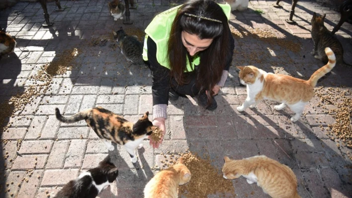 Asrın felaketinde sokak hayvanları unutulmadı