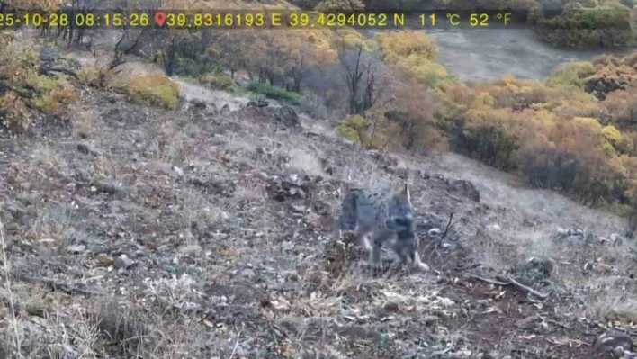 Avlanan vaşak ve yavruları fotokapana takıldı