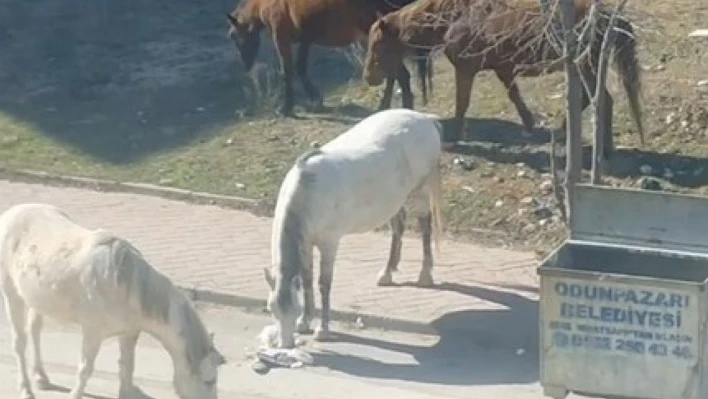 Başıboş atlar çevre rahatsızlığına neden oluyor