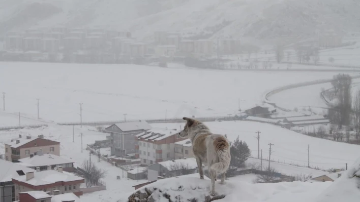 Bayburt'ta kar yağışı ve dondurucu soğuklar etkili oluyor