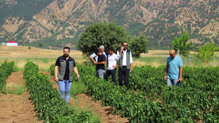 Bingöl'de sebze fideleri ile silajlık mısırlar denetlendi