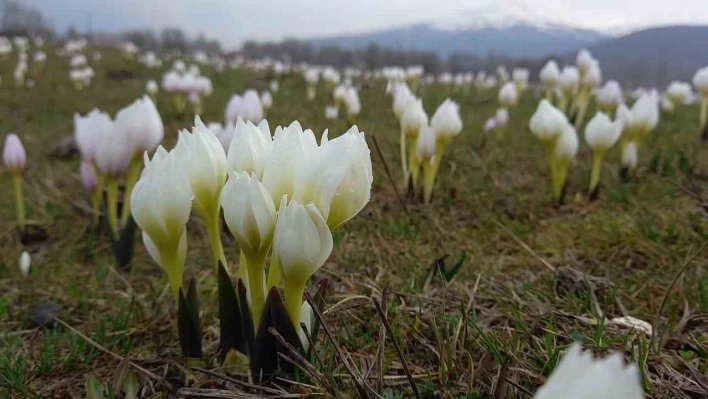 Bitlis'te baharın müjdecisi kardelenler açtı