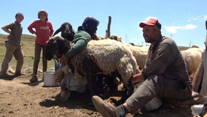 Bu yaylada kadınlar değil erkekler sağım yapıyor