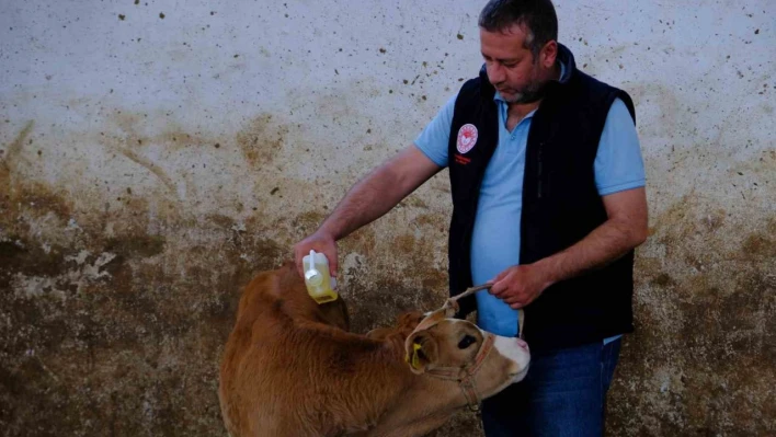 Büyükbaş hayvanlar kenelere karşı ilaçlanıyor