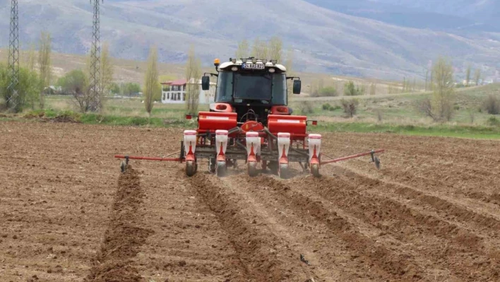 Çayırlı'da ayçiçeği ekimi başladı