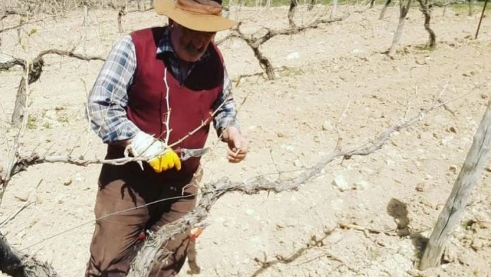 Çemişgezek'te bağ budama dönemi başladı