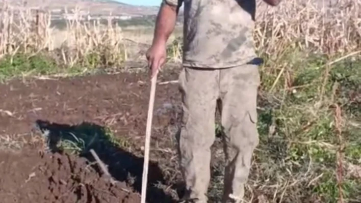 Çiftçiden bahçesini talan eden domuza tebessüm ettiren tepki: 'Benden uzak durmadığın müddetçe kalemini kıracağım'