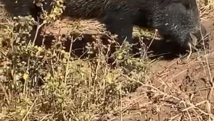 Dağ bayır gezip göremediği domuzu köyde görünce cep telefonu ile görüntüledi