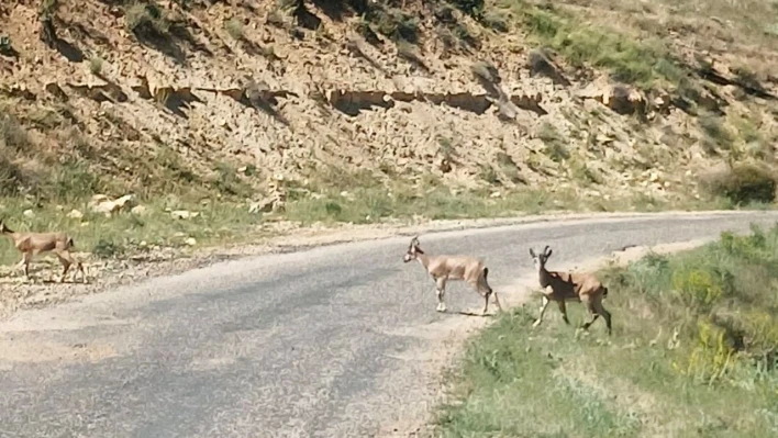 Dağ keçilerini görüntüledi, 'Ne kadar güzelsiniz' diyerek paylaştı