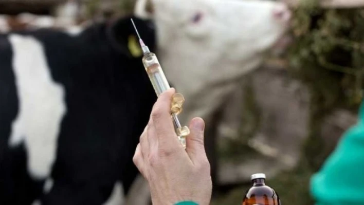 Denizli'de hayvan hastalıklarına karşı aşı takvimi açıklandı