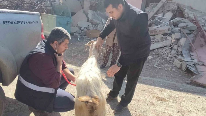 Deprem bölgesinde hayvanlar muayeneden geçiriliyor