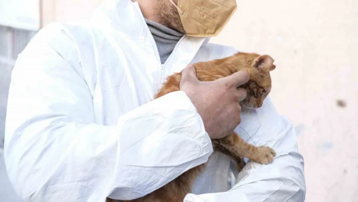 Deprem'den 248 saat sonra enkazdan sağ çıkarılan kediye 'AFAD' ismi verildi