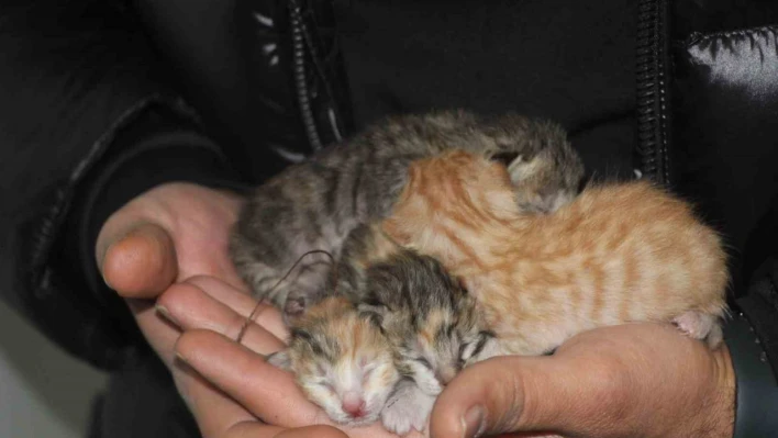 Depremde boşaltılan binada mahsur kalan kedi açlıktan yavrusunu yedi