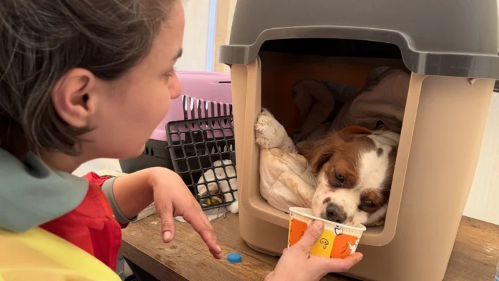 Depremde kaybolan köpeklerini gören aile gözyaşlarına hakim olamadı