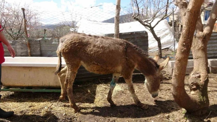 Depremde yaralanan ve Tatvan'da tedavi edilen sıpa sahiplendirildi