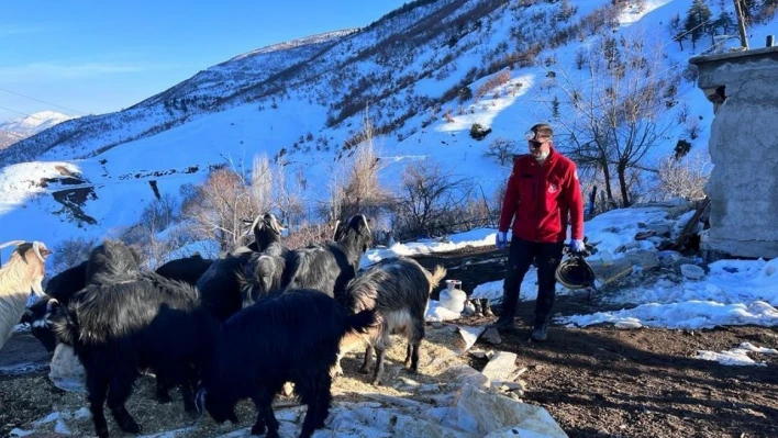 Depremin 17. gününde 25 hayvan enkaz altından sağ çıkarıldı