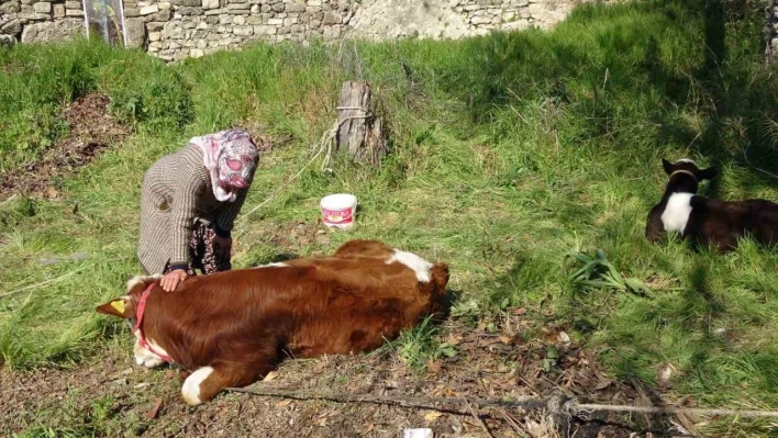 Depremzede kadın 'hayat arkadaşım' dediği ineklerini geride bırakmadı
