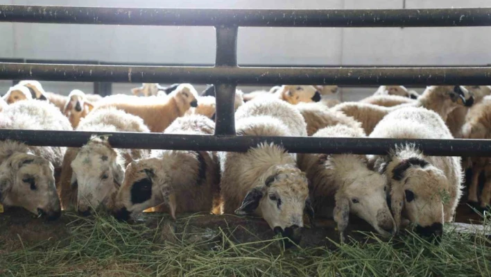 Devletten aldığı destekle küçükbaş hayvan çiftliği açtı