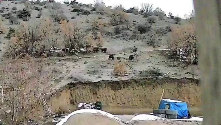 Doğal ortamında yiyecek bulmakta zorlanan domuzlar yerleşim yerine indi