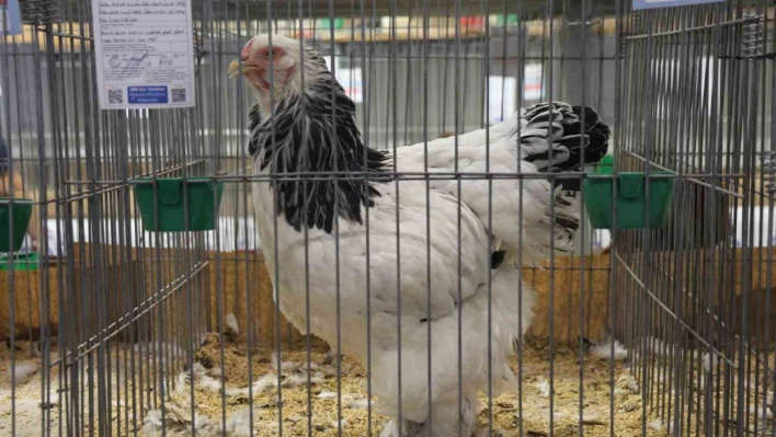 Doğu ve Güneydoğu'nun en güzel horoz ve tavukları belli oldu