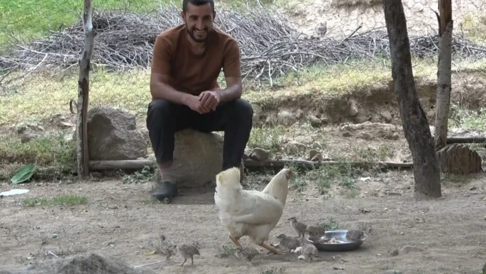 Duyarlı çobanın çabası sayesinde keklik yavruları yumurtadan çıktı