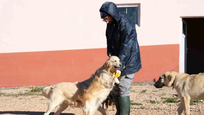 Elazığ Belediyesi'nin yeni hizmetiyle artık hayvan sahiplenmek daha kolay