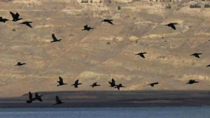 Elazığ'da  su kuşu sayım çalışmaları