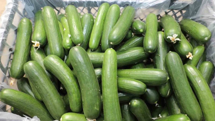 Elazığ'da 17 bin ton salatalık üretimiyle örtü altı sezonu başladı