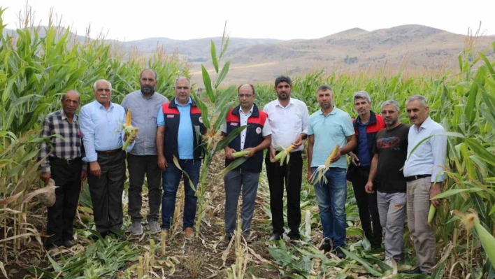 Elazığ'da 98 bin ton silajlık mısır üretimi bekleniyor