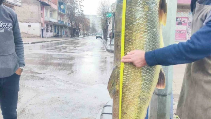 Elazığ'da ağa takılan yaklaşık 2 metrelik dev turna şaşırttı: tam 28 yaşında