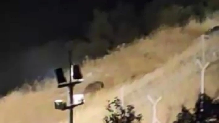 Elazığ'da ayılar kış uykusu öncesi yiyecek ararken görüntülendi