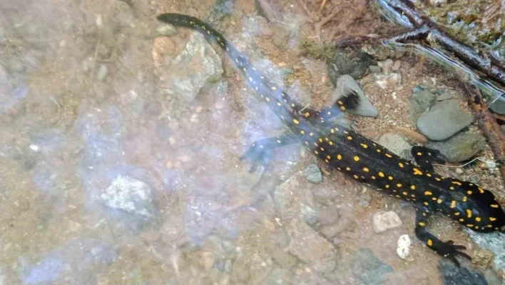 Elazığ'da benekli semender izleme çalışması yapıldı