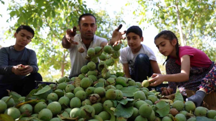 Elazığ'da ceviz hasadı başladı