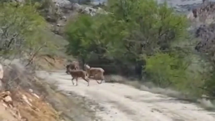 Elazığ'da dağ keçileri görüldü