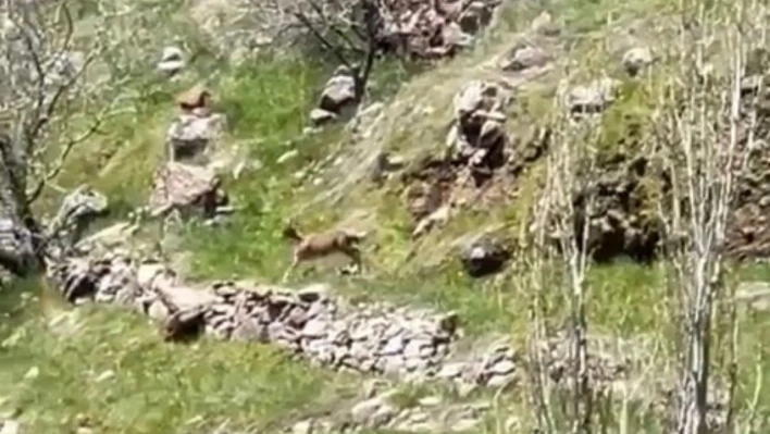 Elazığ'da dağ keçileri görüntülendi