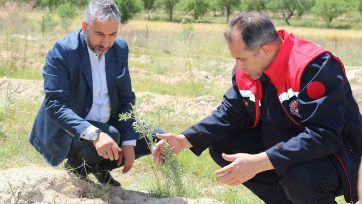 Elazığ'da dikimi yapılan 'Amerikan Tuz Çalısı'  başarılı oldu