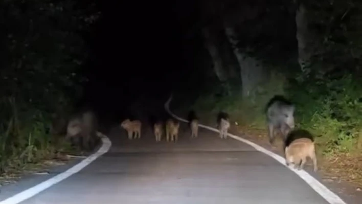 Elazığ'da domuz sürüsü yola indi