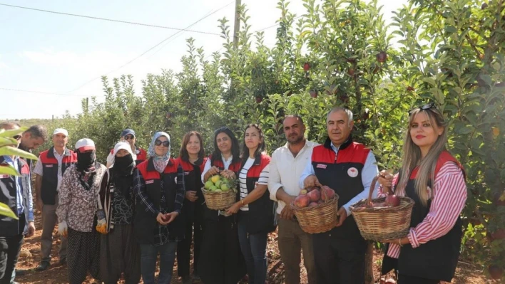 Elazığ'da elma hasadı