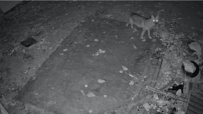 Elazığ'da evin etrafında yiyecek arayan çakal kamerada