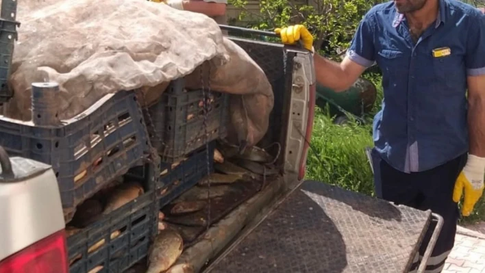 Elazığ'da kaçak avlanan 700 kilogram balık ele geçirildi