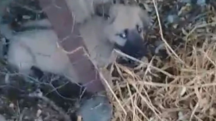 Elazığ'da kafasını tel örgülere sıkıştıran yavru köpeği vatandaşlar kurtardı
