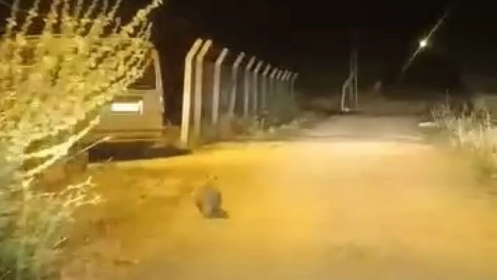 Elazığ'da kırmızı listede bulunan porsuk görüldü