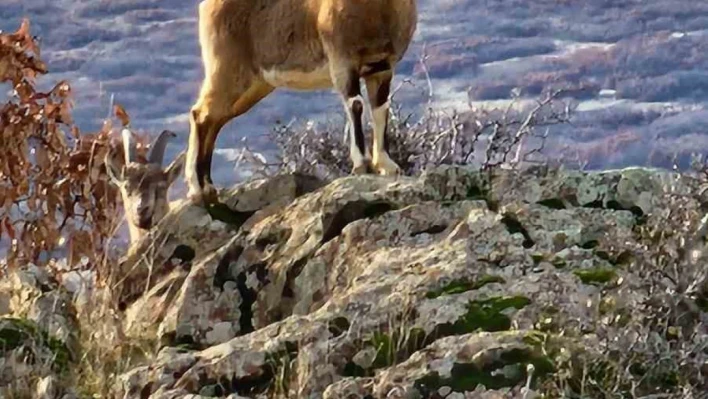 Elazığ'da koruma altında bulunan dağ keçileri görüntülendi