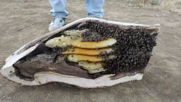 Elazığ'da mağara ve ağaç kovuğundan kilo kilo organik bal çıktı