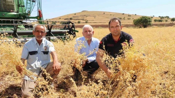 Elazığ'da nohut hasadı