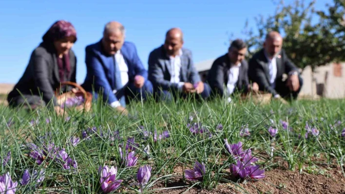 Elazığ'da safran bitkisi hasadı başladı