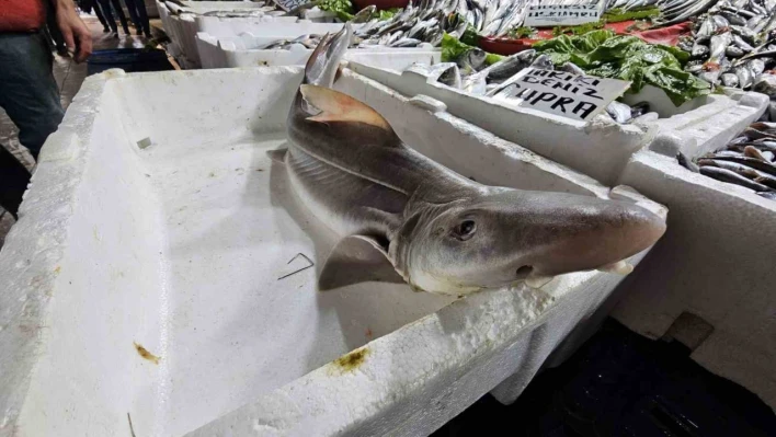 Elazığ'da satışa çıkarılan köpek balığı ilgi odağı oldu
